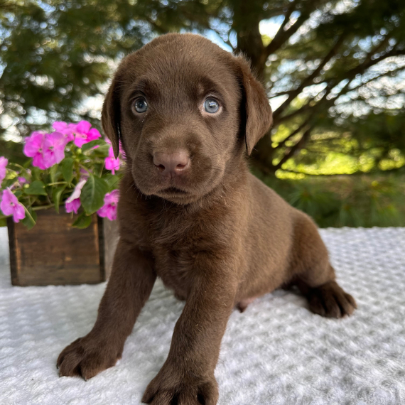 Chief the Labrador Retriever