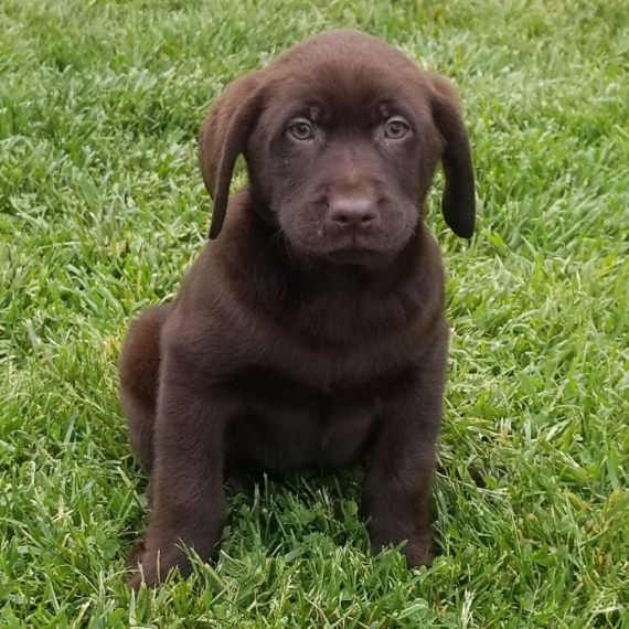 Labrador Retriever