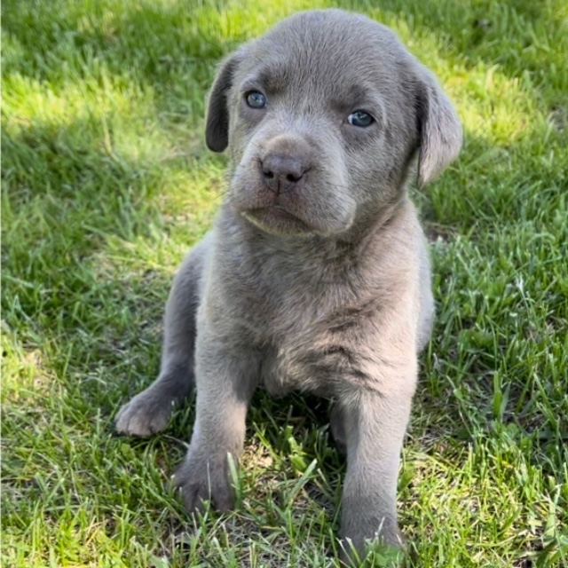 Dolly the Labrador Retriever