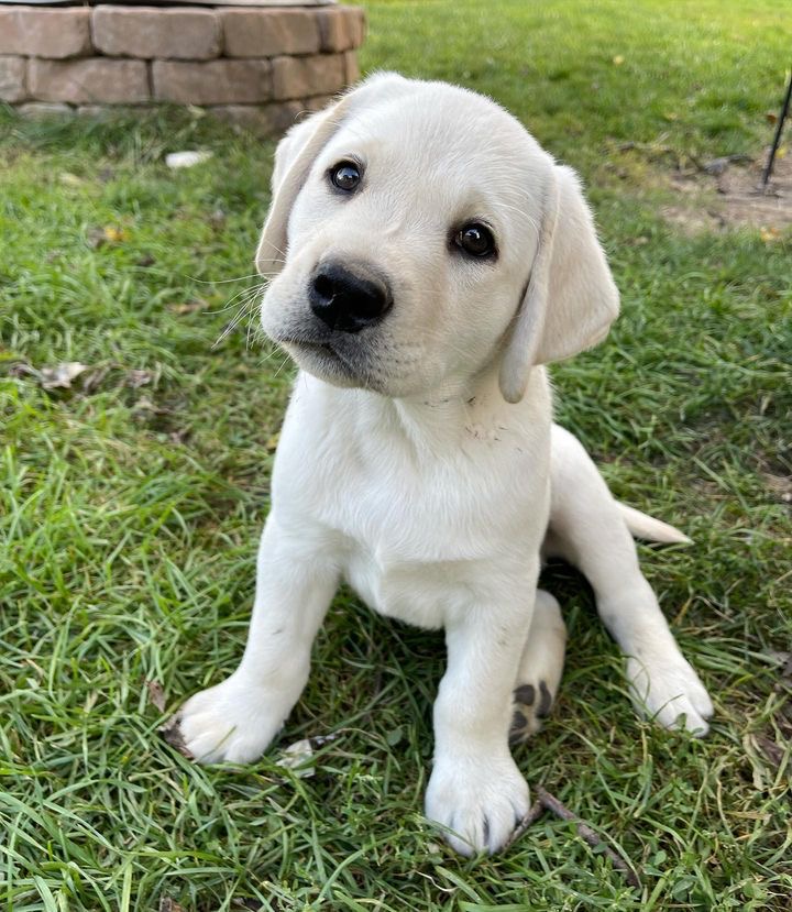 Kaylee the Labrador Retriever