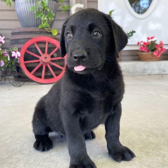 Kona the Labrador Retriever