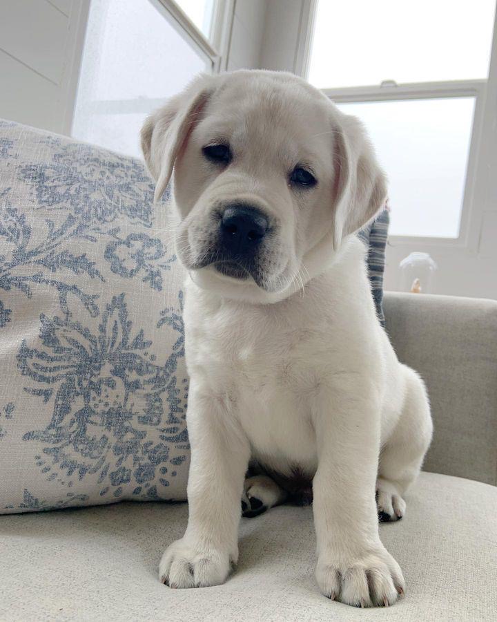 Oreo the Labrador Retriever