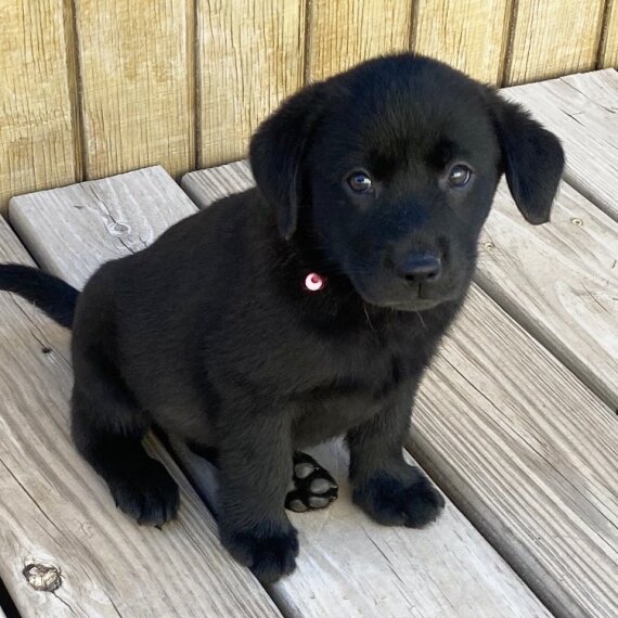 Rex the Labrador Retriever