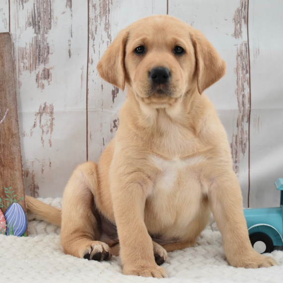 Senna the Labrador Retriever