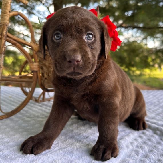 Shasha the Labrador Retriever