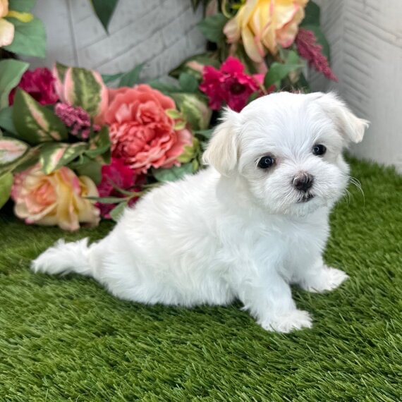 Coby the Maltese