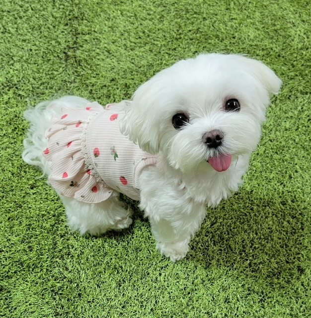 Maltese
