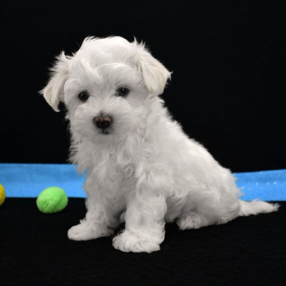 Joel the Maltese