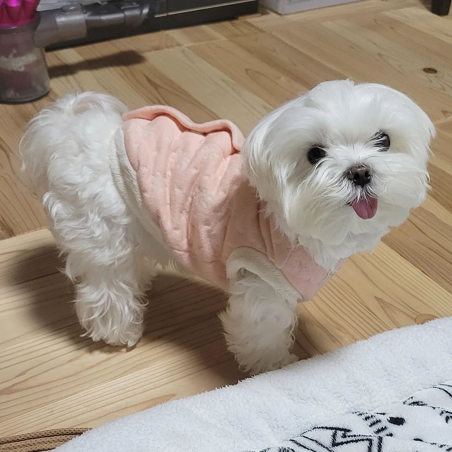 Judy the Maltese