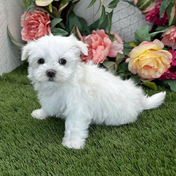 Pearl the Maltese