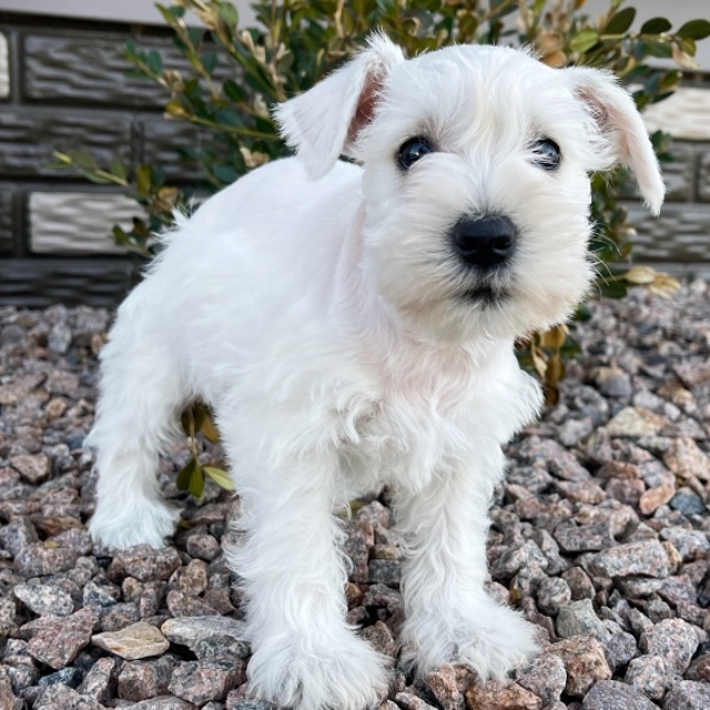 Angel the Miniature Schnauzer