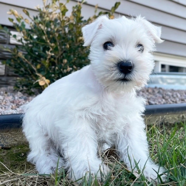 Benny the Miniature Schnauzer