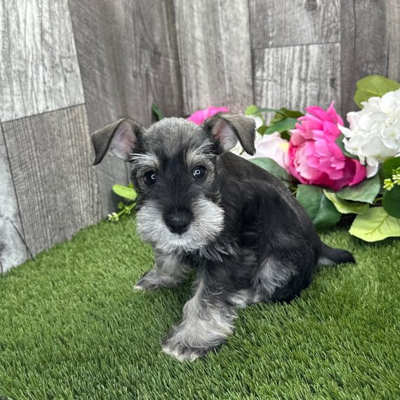 Blade the Miniature Schnauzer