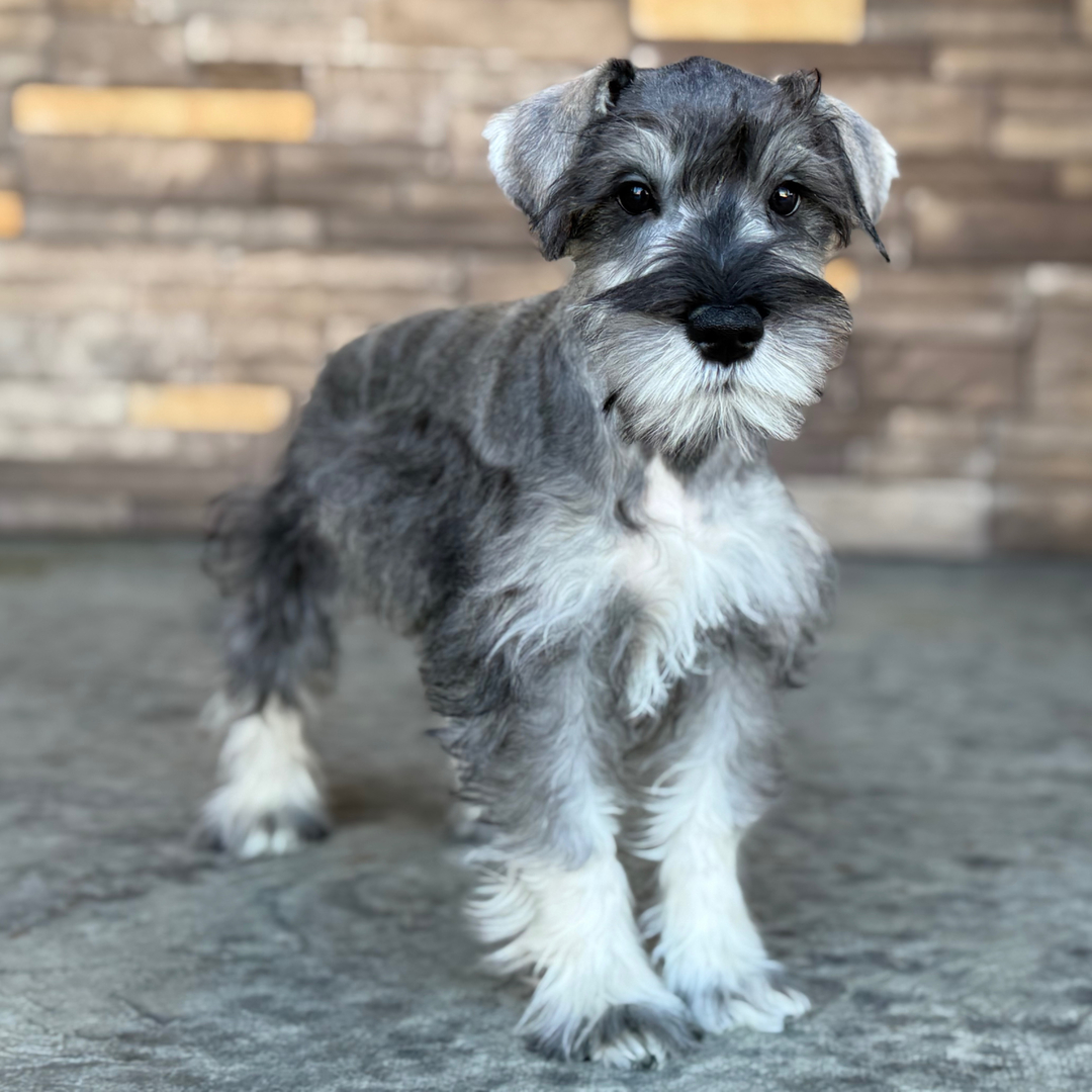 Elijah the Miniature Schnauzer