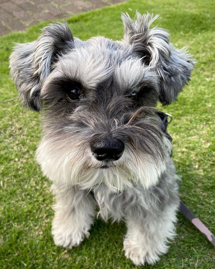 Joella the Miniature Schnauzer