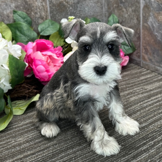 Lanie the Miniature Schnauzer