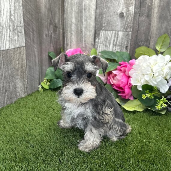 Lilly the Miniature Schnauzer
