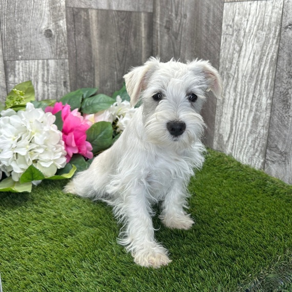 Maya the Miniature Schnauzer