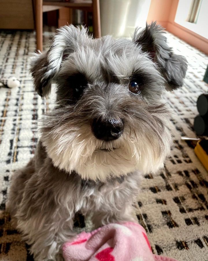 Wesley the Miniature Schnauzer