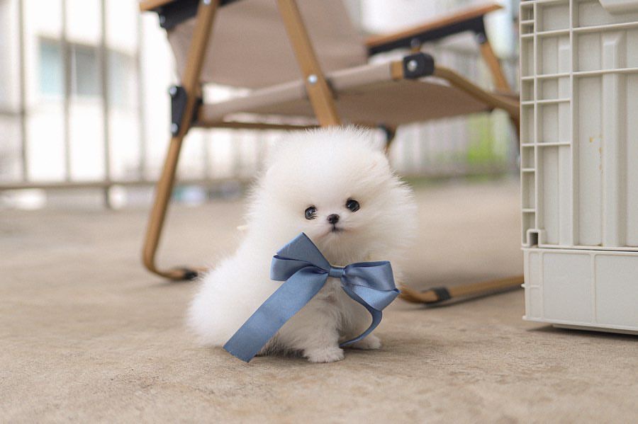 Pomeranian