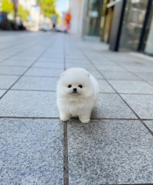 Kali the Pomeranian