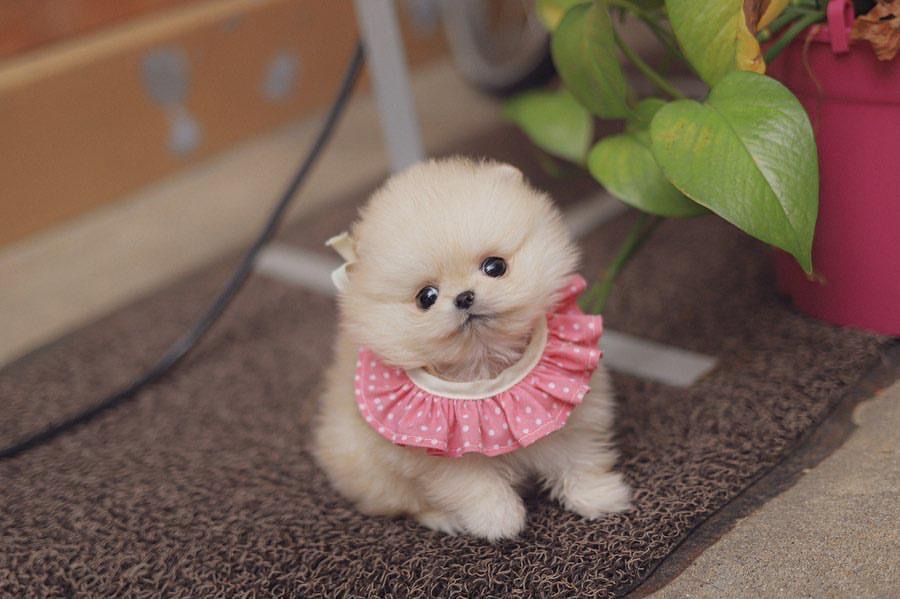 Kathy the Pomeranian