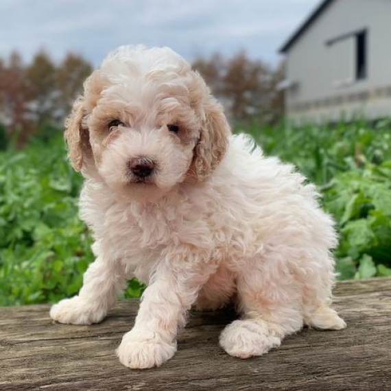 Bella the Poodle