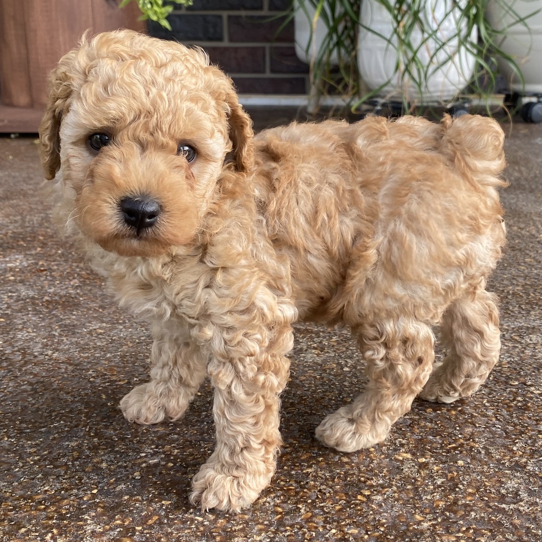 Blossom the Poodle