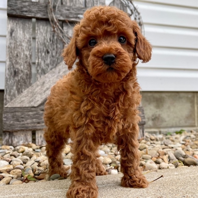 Brandon the Poodle