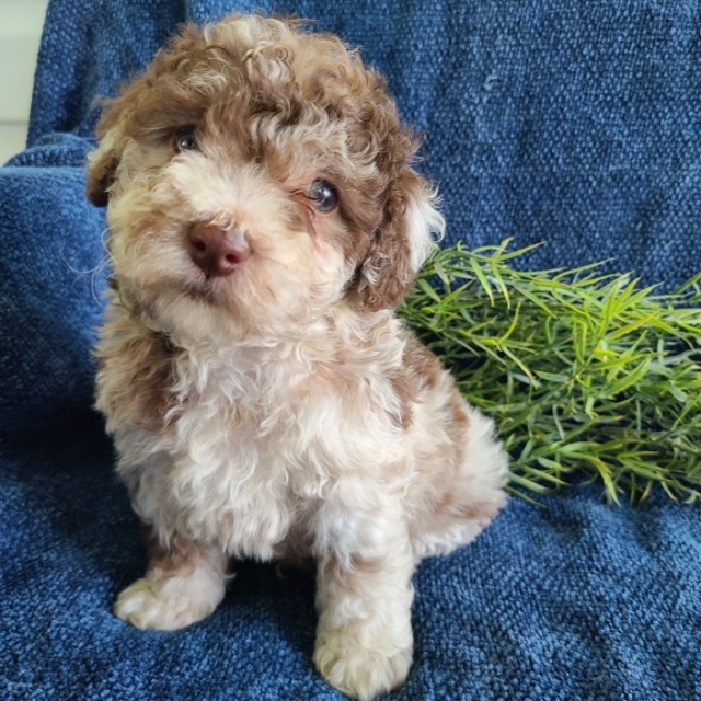 Peace the Poodle