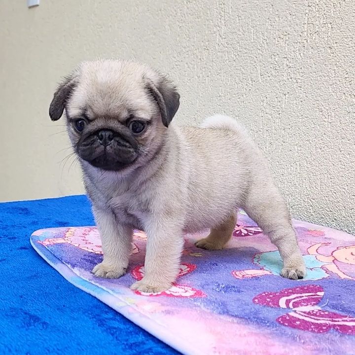 Brenda the Pug