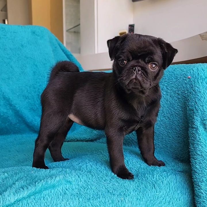 Kara the Pug