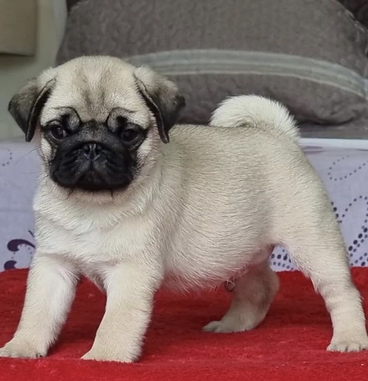 Mabel the Pug