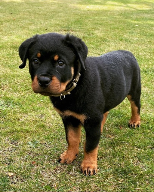 Caro the Rottweiler