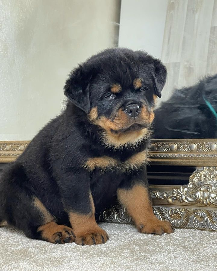 Jake the Rottweiler