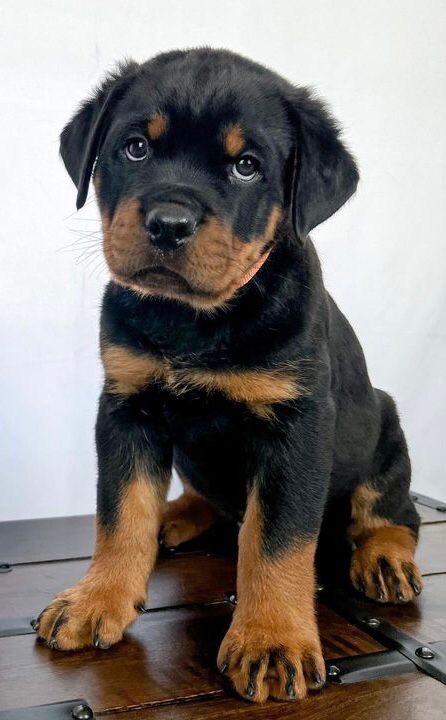 Marco the Rottweiler