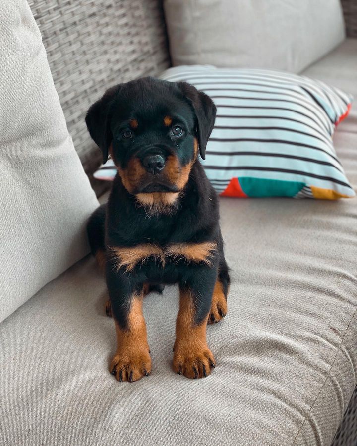 Ray the Rottweiler