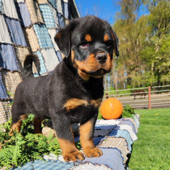 Sophie the Rottweiler