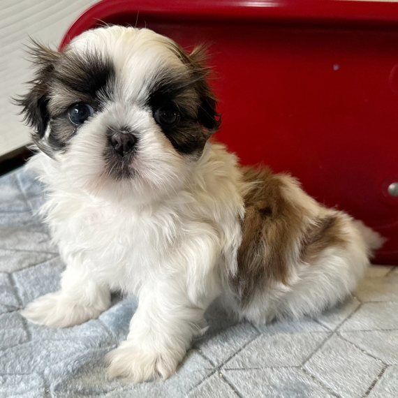 Boots the Shih Tzu