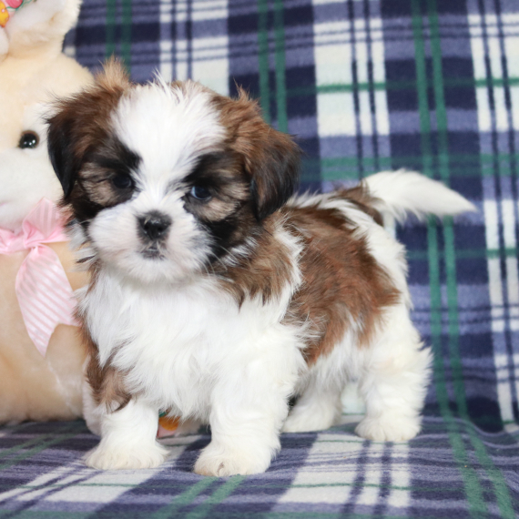 Cannon the Shih Tzu