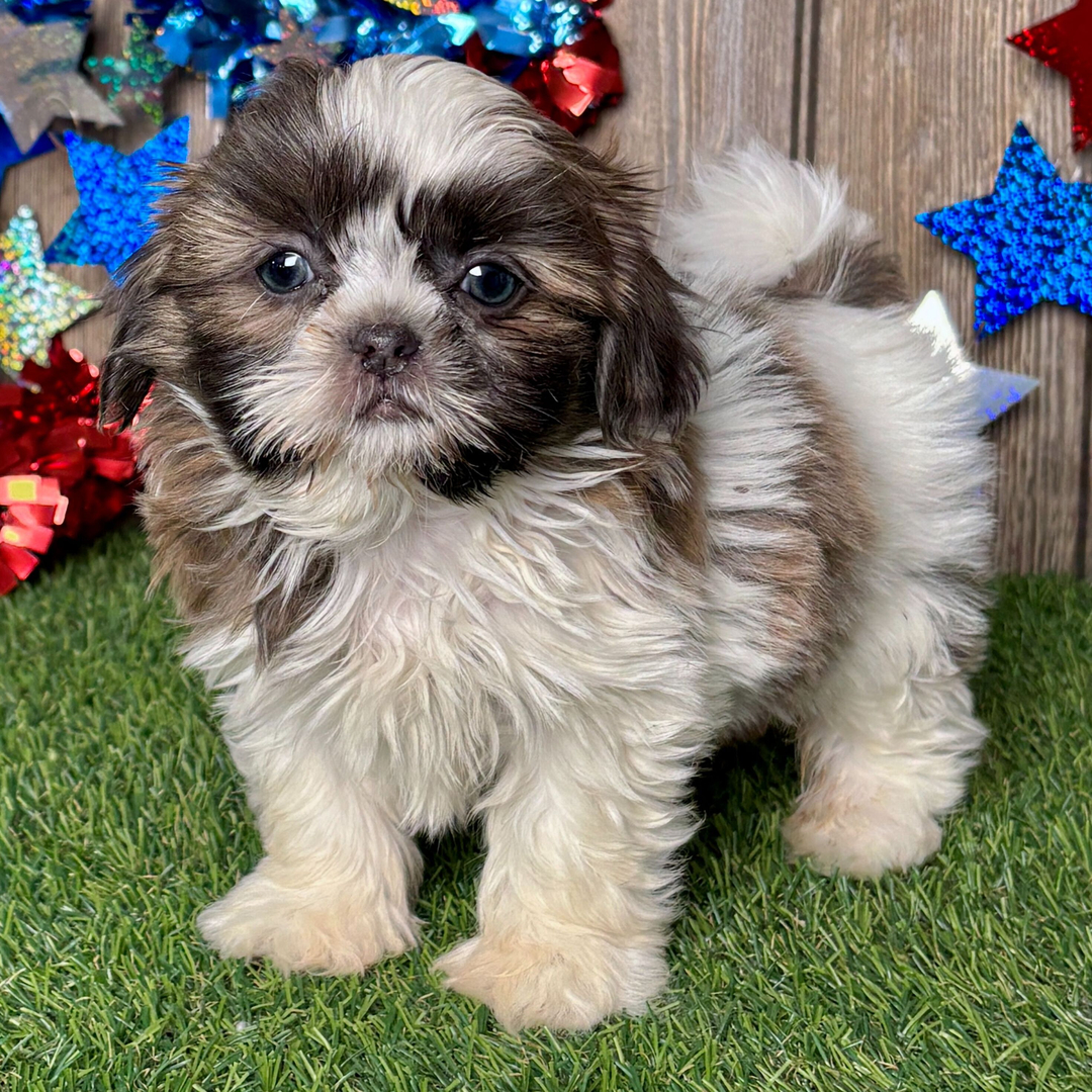 Dex the Shih Tzu