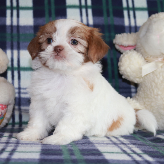 Grayson the Shih Tzu