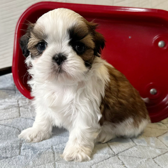 Shih Tzu