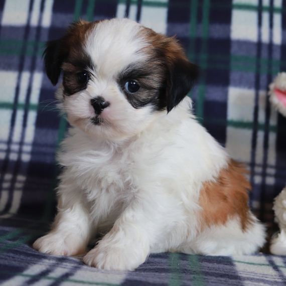 Renee the Shih Tzu