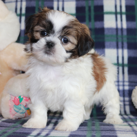 Rose the Shih Tzu