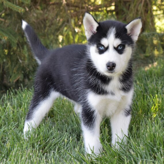 Gabby the Siberian Husky