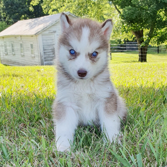 Gracie the Siberian Husky