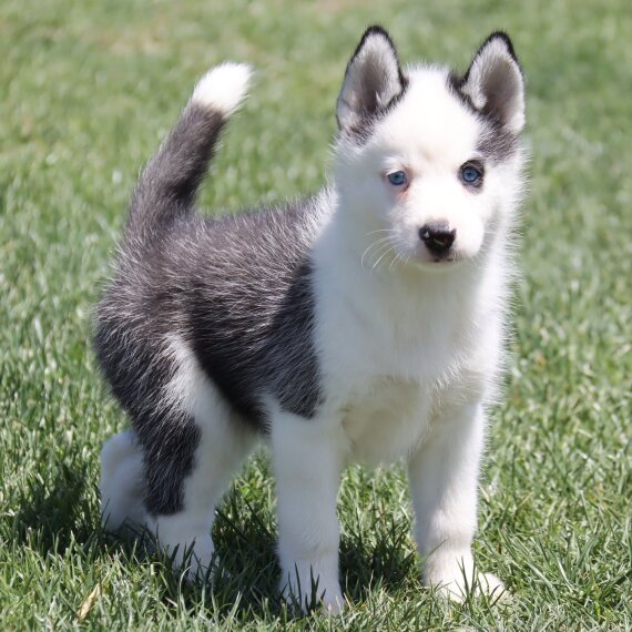 Leo the Siberian Husky