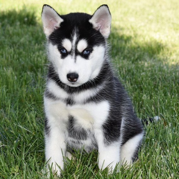Melvin the Siberian Husky