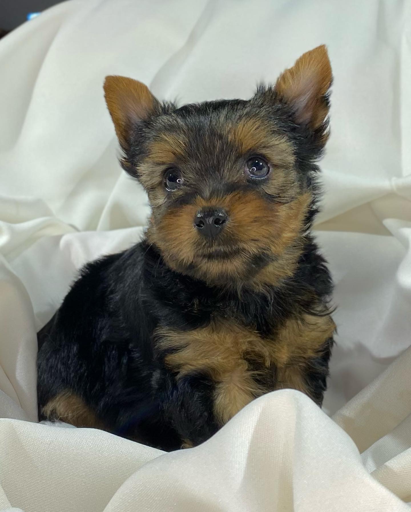 Allen the Yorkshire Terrier